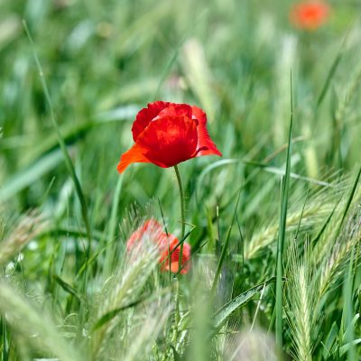 [COQUELICOTS] AVRIL 2022