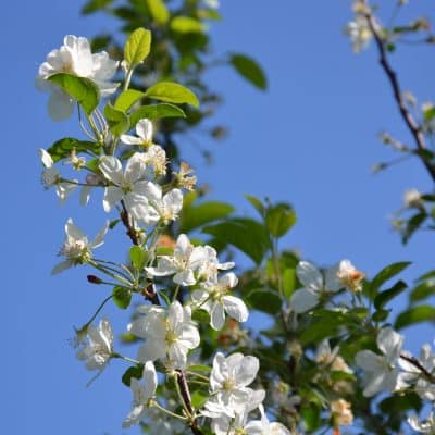 [FLEURS MONTBONNOT] MARS 2011