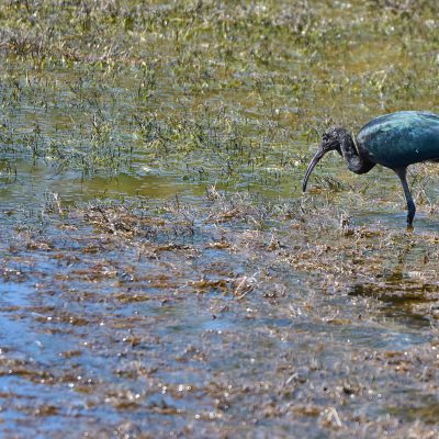 [OISEAUX VENDRES] JUIL 2022