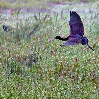[IBIS & HERONS / PUISSERGUIER] – AVRIL 2026